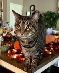 Lost Male Cat last seen Magnolia Creek Walk, Nocatee, FL 32081