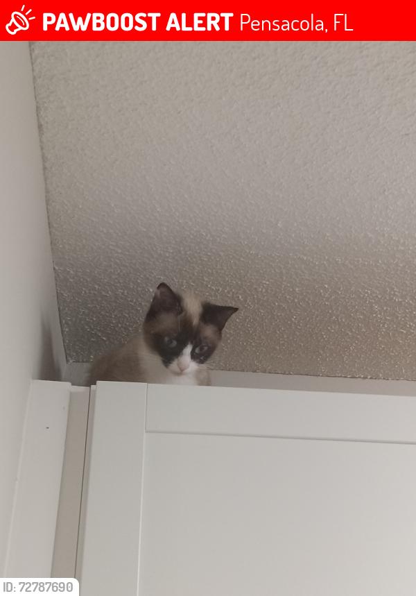 Lost Female Cat last seen Creighton walmart, Pensacola, FL 32504