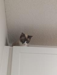 Lost Female Cat last seen Creighton walmart, Pensacola, FL 32504