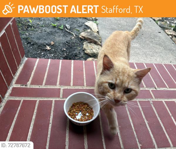 Found/Stray Unknown Cat last seen Promenade at Stafford Run subdivision, Stafford, TX 77477