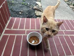 Found/Stray Unknown Cat last seen Promenade at Stafford Run subdivision, Stafford, TX 77477