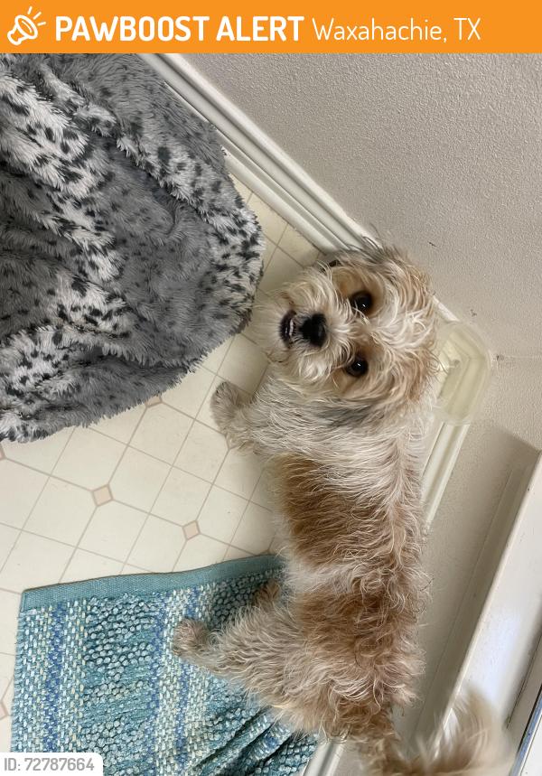 Found/Stray Female Dog last seen Wagon mound and wagon wheel drive waxahachie, tx, Waxahachie, TX 75167