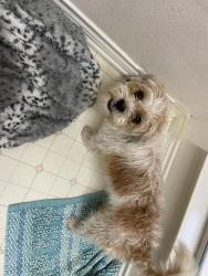 Found/Stray Female Dog last seen Wagon mound and wagon wheel drive waxahachie, tx, Waxahachie, TX 75167