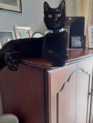 Lost Male Cat last seen Hollybank close newhall , Newhall, England DE11