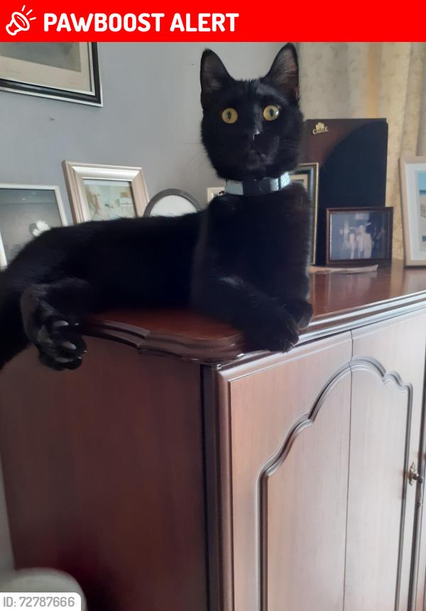 Lost Male Cat last seen Hollybank close newhall , Newhall, England DE11