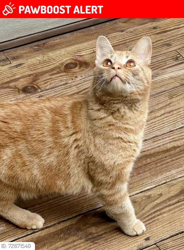Lost Male Cat last seen Middlegrove, Greenfield Center, NY 12833