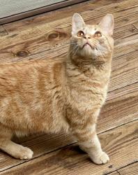 Lost Male Cat last seen Middlegrove, Greenfield Center, NY 12833