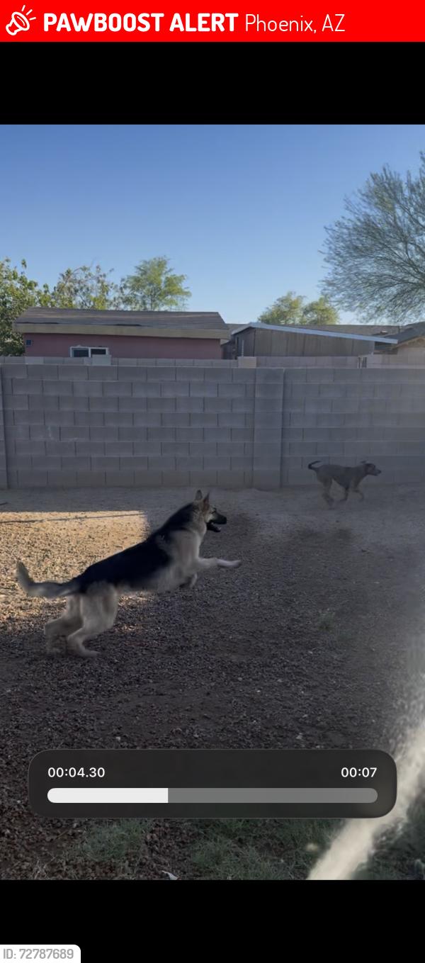 Lost Male Dog last seen 59th and McDowell , Phoenix, AZ 85035