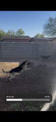 Lost Male Dog last seen 59th and McDowell , Phoenix, AZ 85035