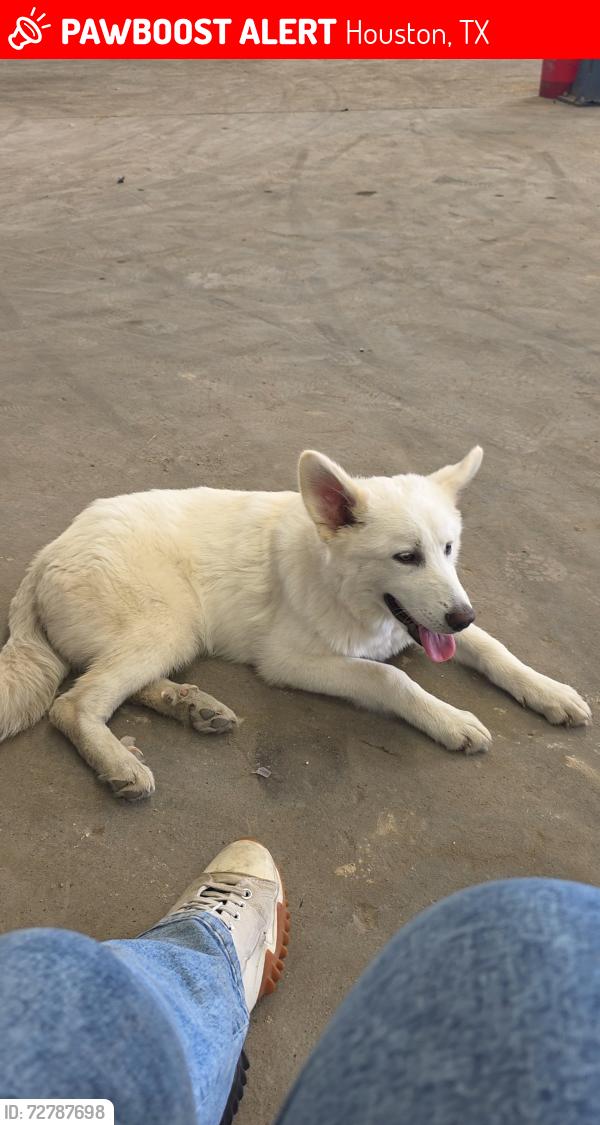Lost Male Dog last seen Near and veterans memorial, Houston, TX 77066