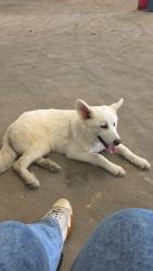 Lost Male Dog last seen Near and veterans memorial, Houston, TX 77066