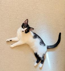 Lost Female Cat last seen Near Ivywood Ln, Johnstown, CO, Johnstown, CO 80534