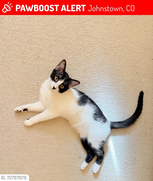 Lost Female Cat last seen Near Ivywood Ln, Johnstown, CO, Johnstown, CO 80534