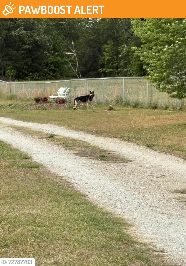 Found/Stray Unknown Dog last seen Near mccarrell rd , Greenville County, SC 29690