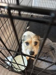Found/Stray Male Dog last seen In Putnam green’s apmt , Oklahoma City, OK 73132