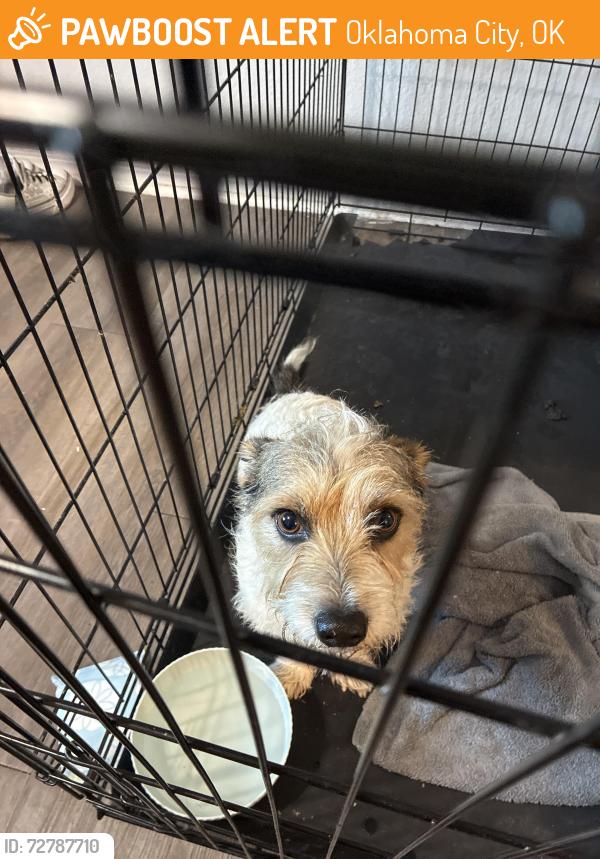 Found/Stray Male Dog last seen In Putnam green’s apmt , Oklahoma City, OK 73132