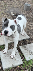 Lost Male Dog last seen Prospect, Vox, or Leo area, Lake City, SC 29560