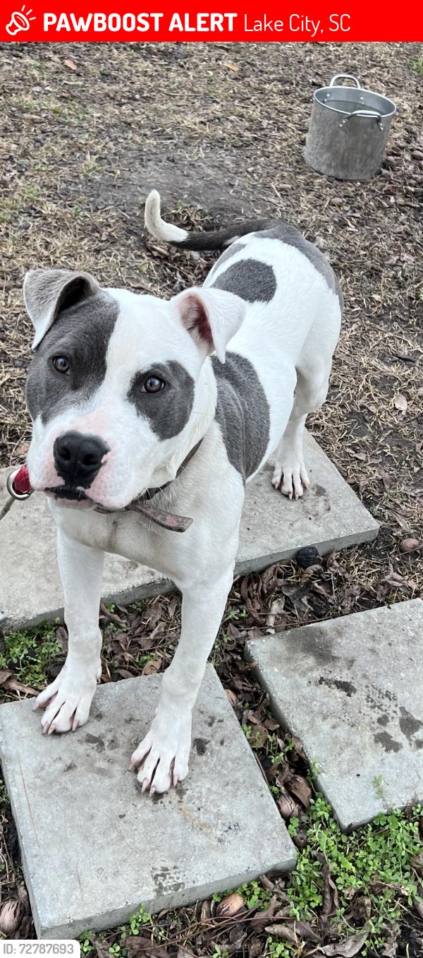 Lost Male Dog last seen Prospect, Vox, or Leo area, Lake City, SC 29560