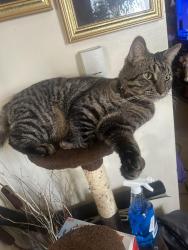 Found/Stray Male Cat last seen Jessup street 19802 Wilmington Delaware , Wilmington, DE 19802