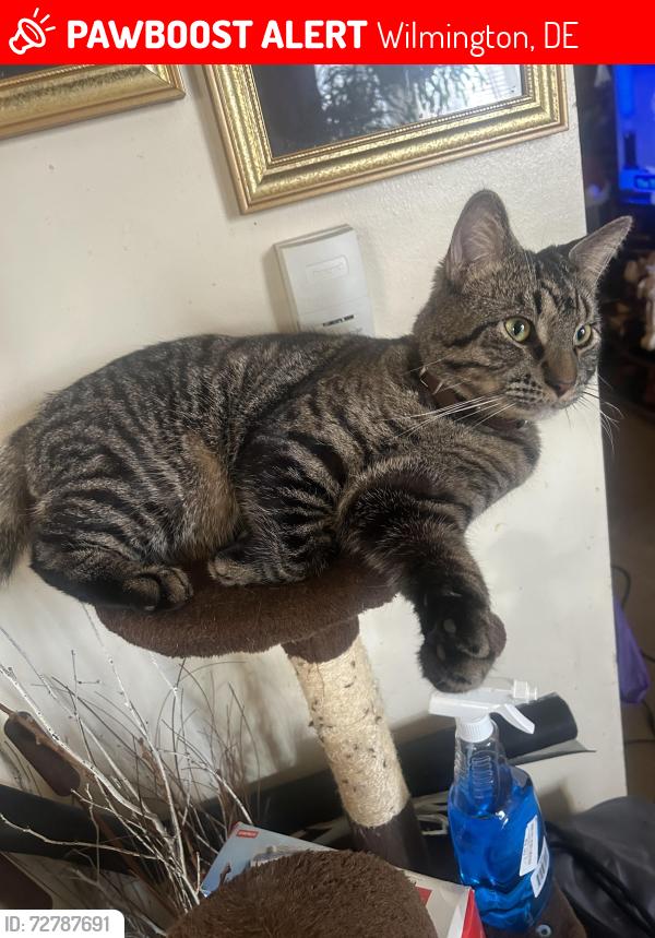 Found/Stray Male Cat last seen Jessup street 19802 Wilmington Delaware , Wilmington, DE 19802