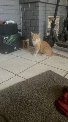 Lost Male Cat last seen Hallandale Beach around Foster Rd area, Hallandale Beach, FL 33009