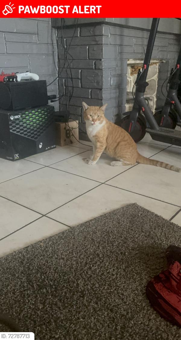 Lost Male Cat last seen Hallandale Beach around Foster Rd area, Hallandale Beach, FL 33009