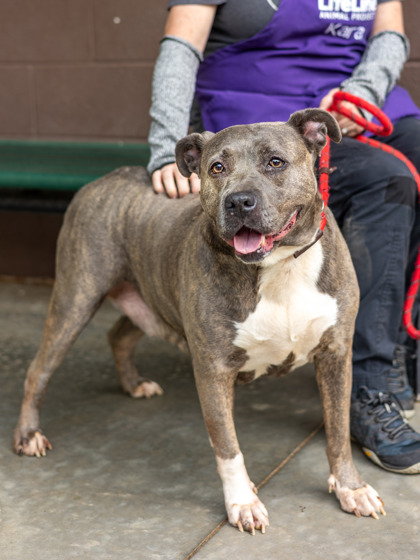 Shelter Stray Female Dog last seen Near Whites Mill Road Decatur, 30034, 30034, GA, Atlanta, GA 30341