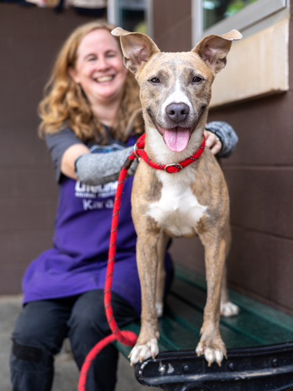 Shelter Stray Female Dog last seen , GA , Atlanta, GA 30341