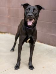 Shelter Stray Female Dog last seen Lawrenceville Hwy & Lavista RdTucker, GA 30084, 30084, GA, Atlanta, GA 30341