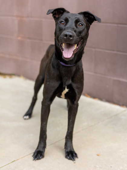 Shelter Stray Female Dog last seen Lawrenceville Hwy & Lavista RdTucker, GA 30084, 30084, GA, Atlanta, GA 30341