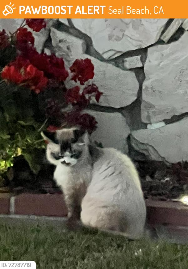 Found/Stray Unknown Cat last seen Tulip, Seal Beach, CA 90740