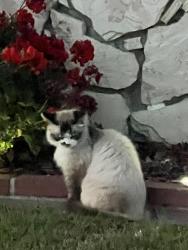 Found/Stray Unknown Cat last seen Tulip, Seal Beach, CA 90740