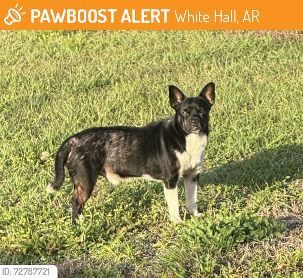 Found/Stray Male Dog last seen CHEROKEE AVE AND NORTH ERIE DR, FT PIERCE.  TALL PINES MOBILE  COMMUNITY, White Hall, AR 71602