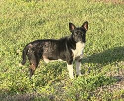 Found/Stray Male Dog last seen CHEROKEE AVE AND NORTH ERIE DR, FT PIERCE.  TALL PINES MOBILE  COMMUNITY, White Hall, AR 71602