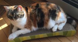 Lost Female Cat last seen West Baker Avenue and Paca Street, Abingdon, MD 21009
