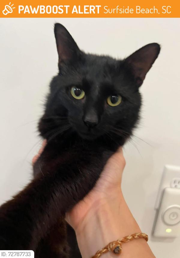 Found/Stray Male Cat last seen In the woods by old Sky Fitness off Deerfield Links Drive in Surfside Beach, SC, Surfside Beach, SC 29575