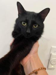 Found/Stray Male Cat last seen In the woods by old Sky Fitness off Deerfield Links Drive in Surfside Beach, SC, Surfside Beach, SC 29575