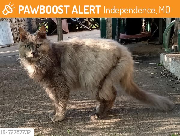 Found/Stray Unknown Cat last seen 27th & Brookside Ave Indep. MO, Independence, MO 64052