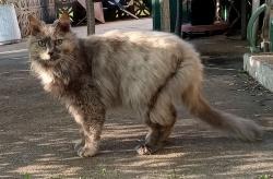 Found/Stray Unknown Cat last seen 27th & Brookside Ave Indep. MO, Independence, MO 64052