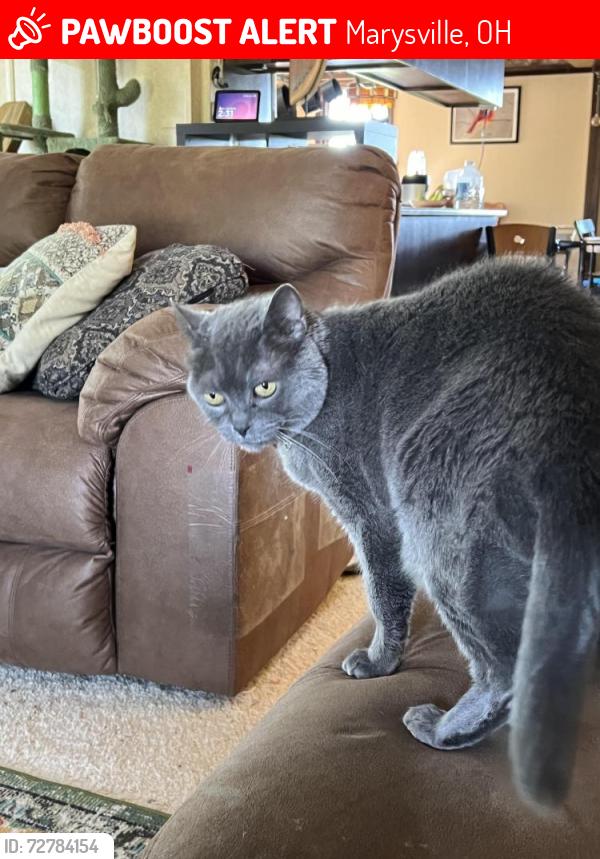Lost Male Cat last seen Maple dell rd, Marysville, OH 43040