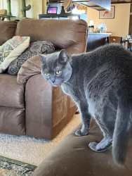 Lost Male Cat last seen Maple dell rd, Marysville, OH 43040