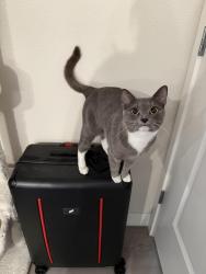 Lost Female Cat last seen Nova at green valley apmts , Fairfield, CA 94534