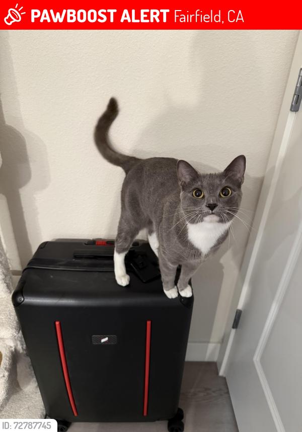 Lost Female Cat last seen Nova at green valley apmts , Fairfield, CA 94534