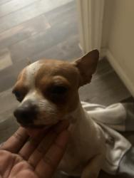 Lost Male Dog last seen hwy 6 and bissonett, Houston, TX 77083