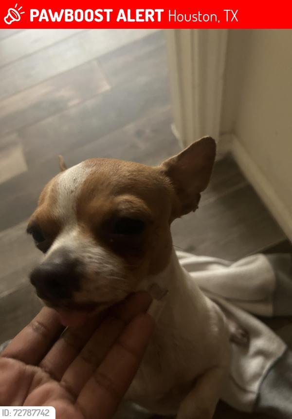 Lost Male Dog last seen hwy 6 and bissonett, Houston, TX 77083