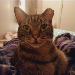 Lost Male Cat last seen Quacco road , Savannah, GA 31419