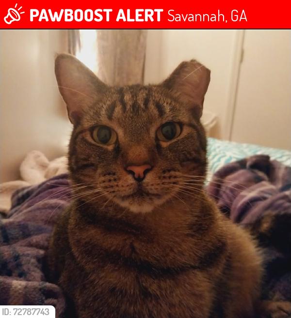 Lost Male Cat last seen Quacco road , Savannah, GA 31419