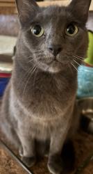 Lost Female Cat last seen Graham st cleburne tx , Cleburne, TX 76033