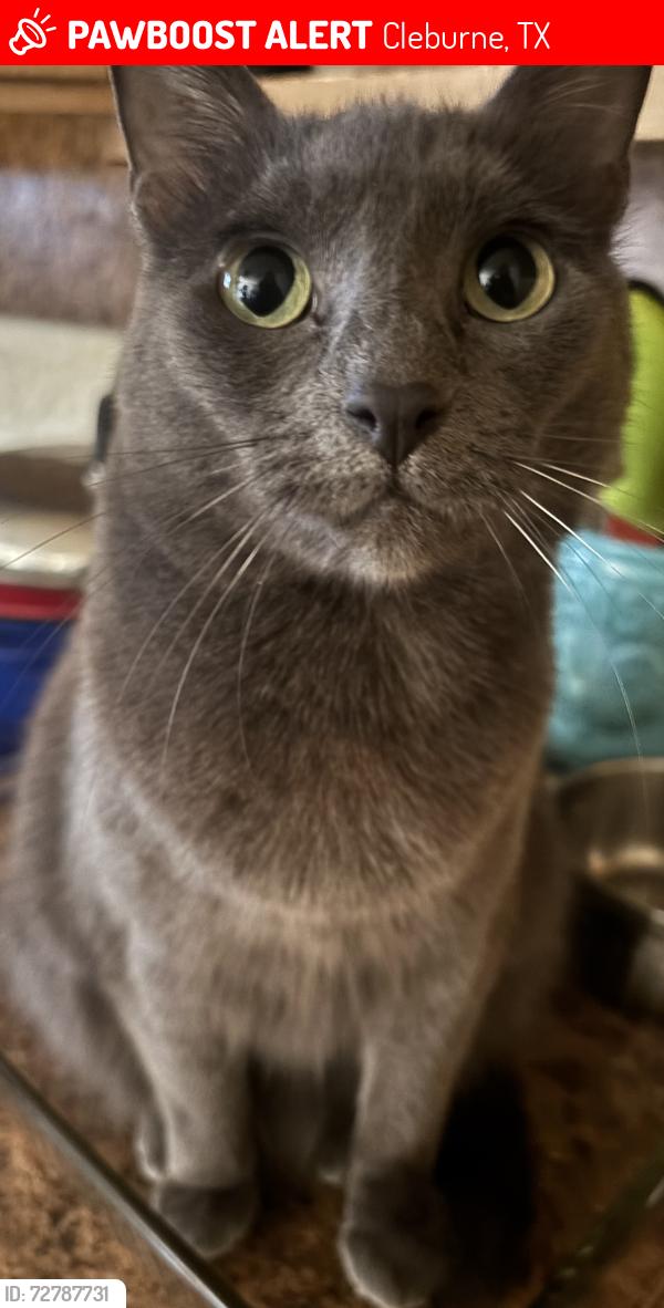 Lost Female Cat last seen Graham st cleburne tx , Cleburne, TX 76033