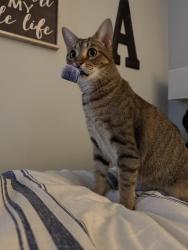 Lost Female Cat last seen N Trenholm Rd in Forest Acres by Beth Shalom synagogue , Columbia, SC 29206